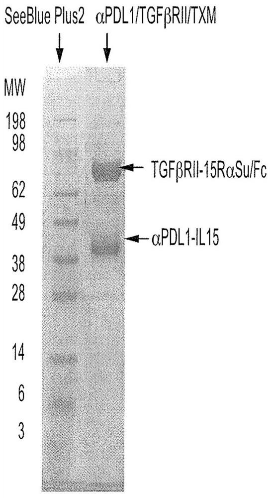 Anti-pdl1, il-15 and tgf-beta receptor combination molecules