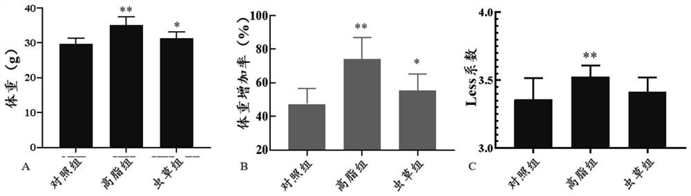 Application of ethanol extract from fruiting bodies of Cordyceps guangdong in the preparation of drugs for preventing obesity and hyperlipidemia