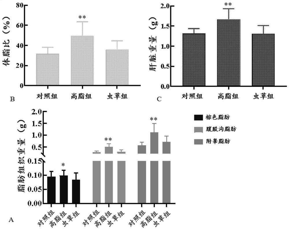 Application of ethanol extract from fruiting bodies of Cordyceps guangdong in the preparation of drugs for preventing obesity and hyperlipidemia