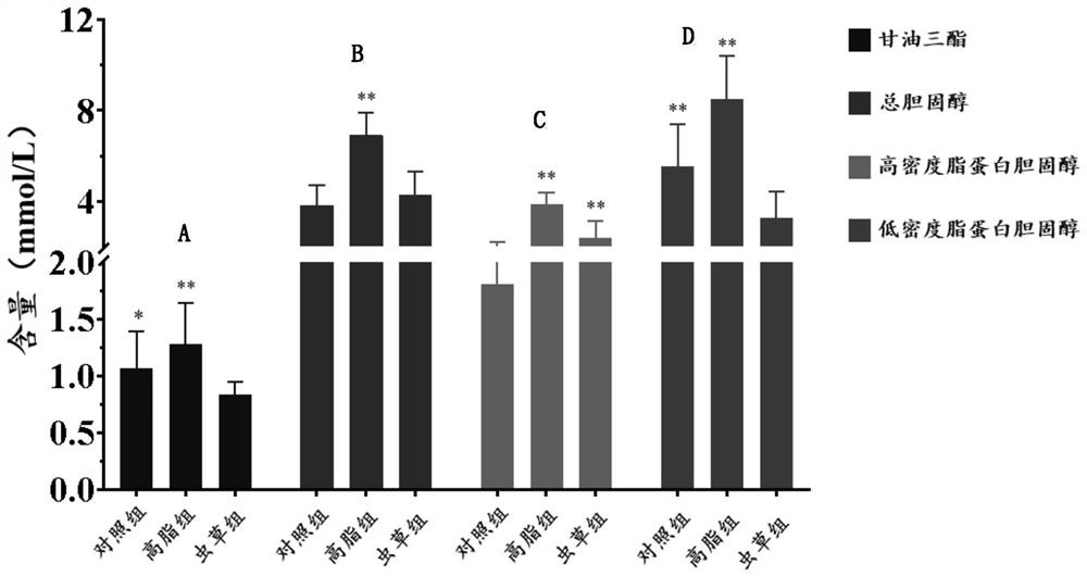 Application of ethanol extract from fruiting bodies of Cordyceps guangdong in the preparation of drugs for preventing obesity and hyperlipidemia