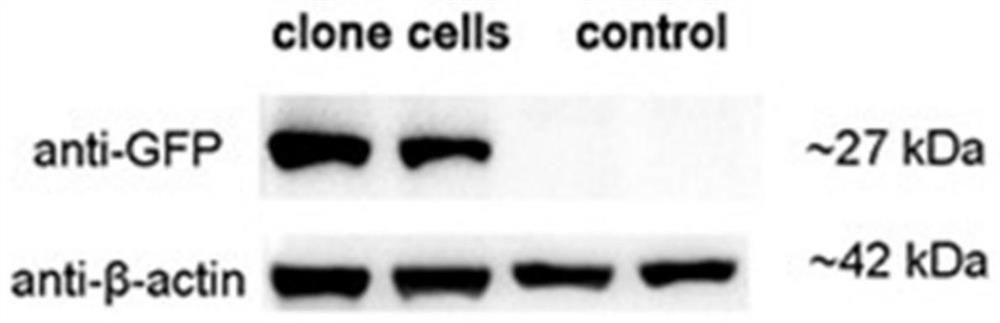 Porcine opn monoclonal antibody, its hybridoma cell line and application