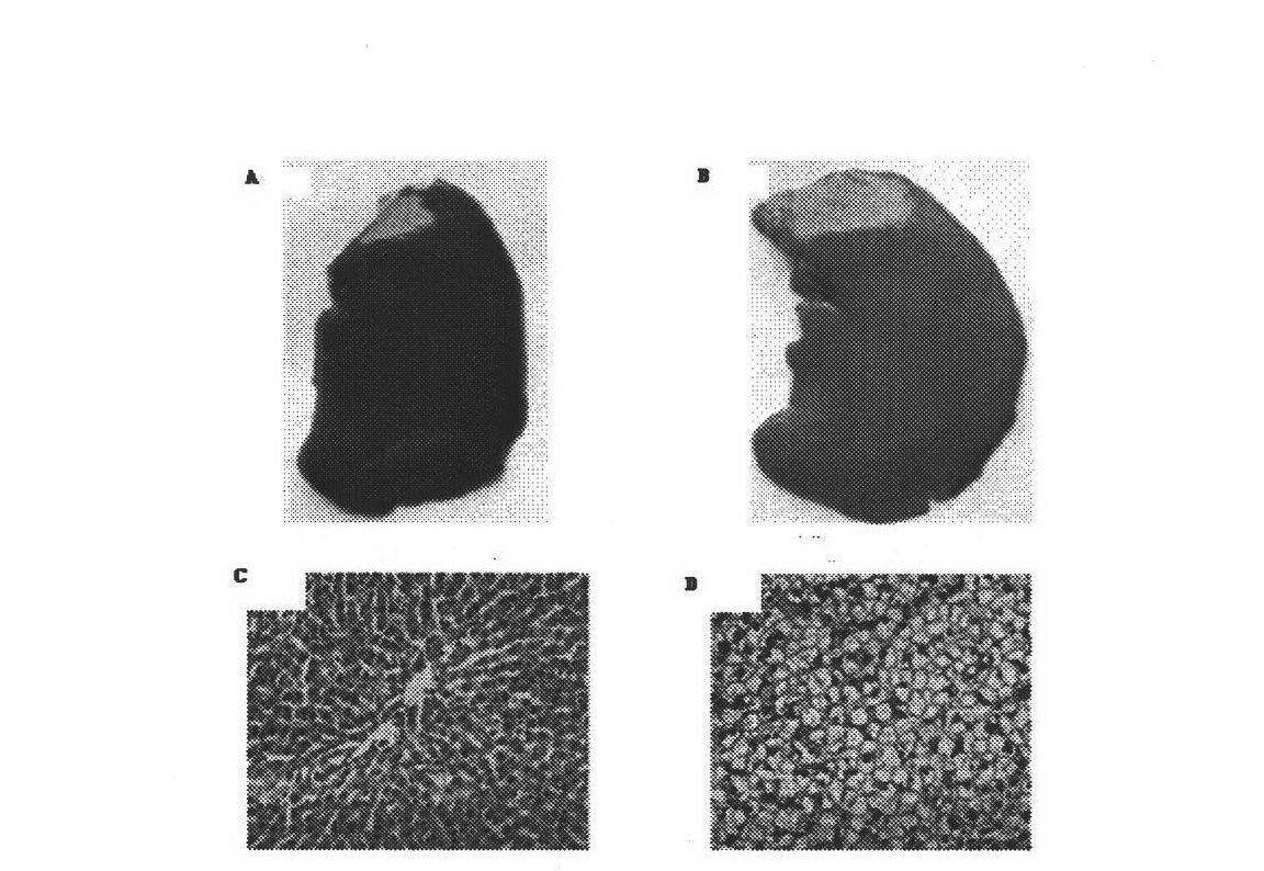 Application of insect small-molecule active substance in preparing antiatherosclerotic medicine