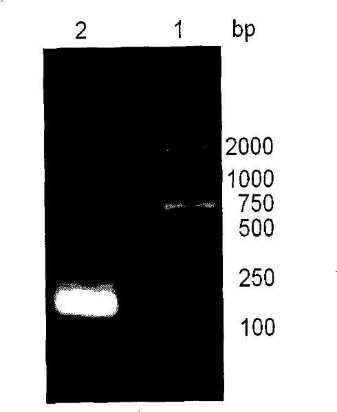 Recombinant thymosin beta 4 two repeat protein and preparation thereof