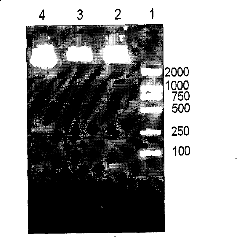 Recombinant thymosin beta 4 two repeat protein and preparation thereof