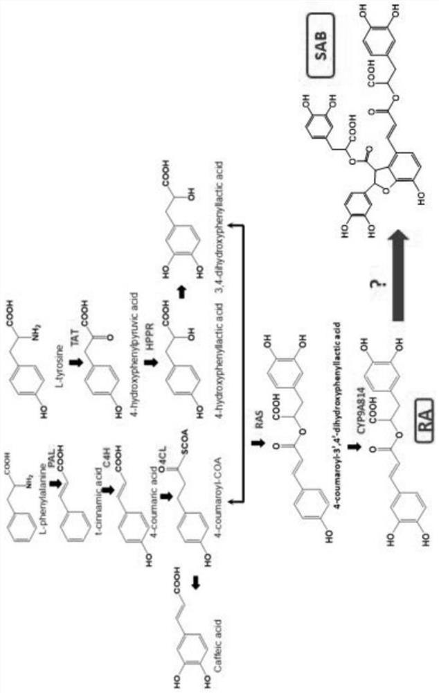 Method for increasing content of salvianolic acid B in salvia miltiorrhiza a hairy roots and laccase gene