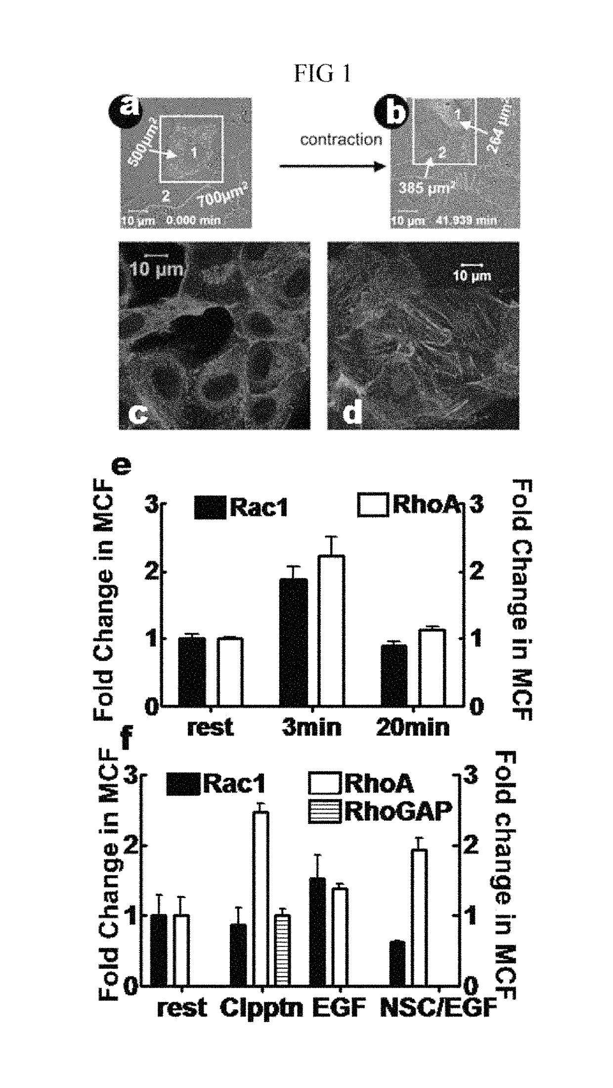 Activated GTPase-based assays and kits for the diagnosis of sepsis and other infections