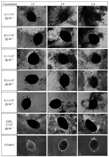 Observation and determination method of effect of trichoderma T6 strain on plant parasitic nematode