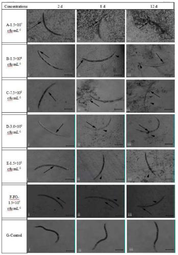 Observation and determination method of effect of trichoderma T6 strain on plant parasitic nematode