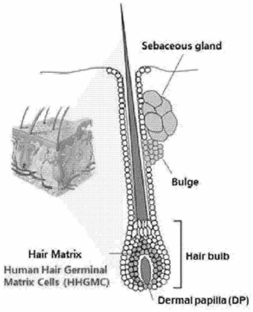 Composition for prevention or treatment of hair loss including hapln1