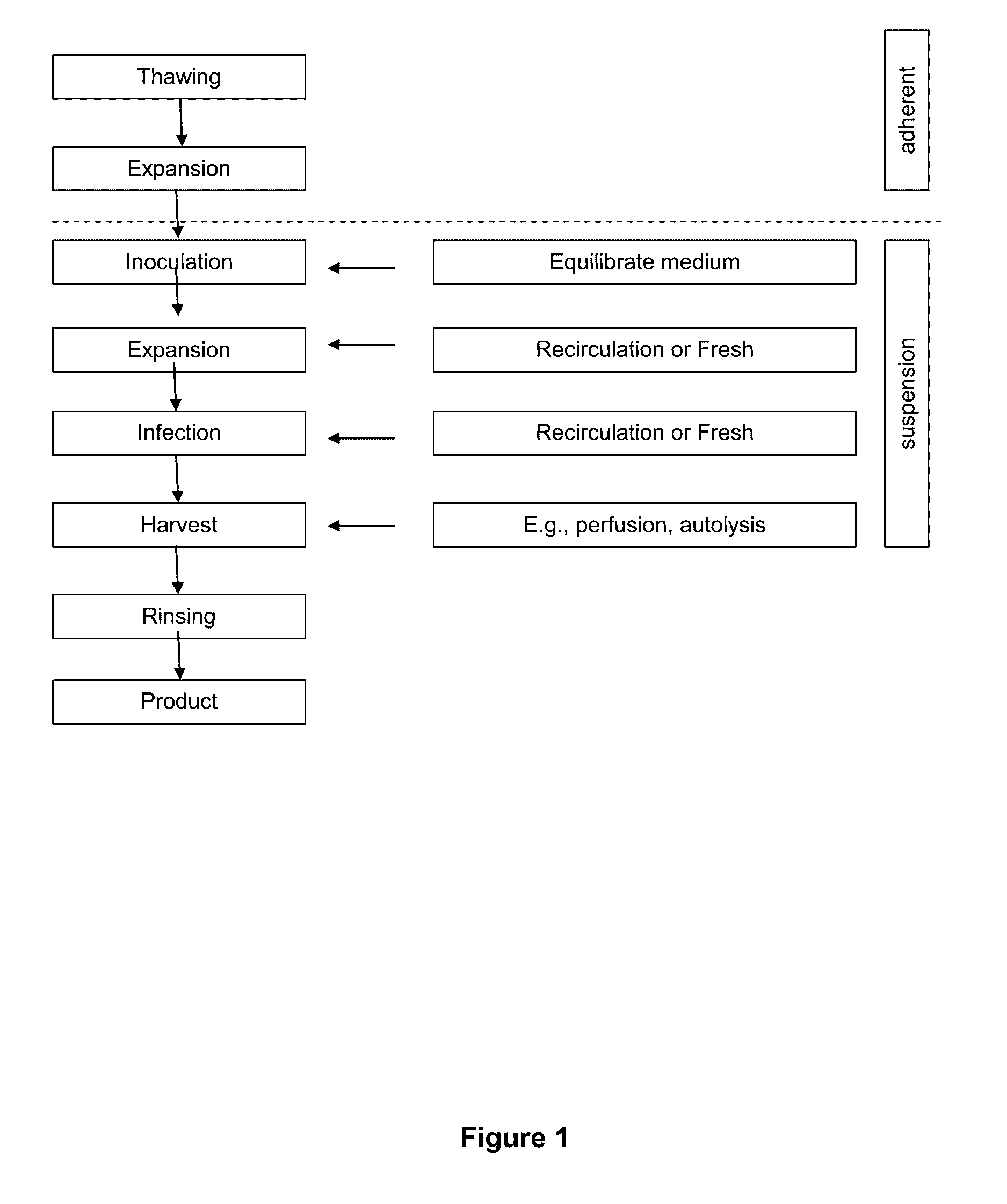 Seeding An Adherent Cell Bioreactor With Non-Adherent Cells Increases Seeding Density Limit And Reduces Required Expansion Time