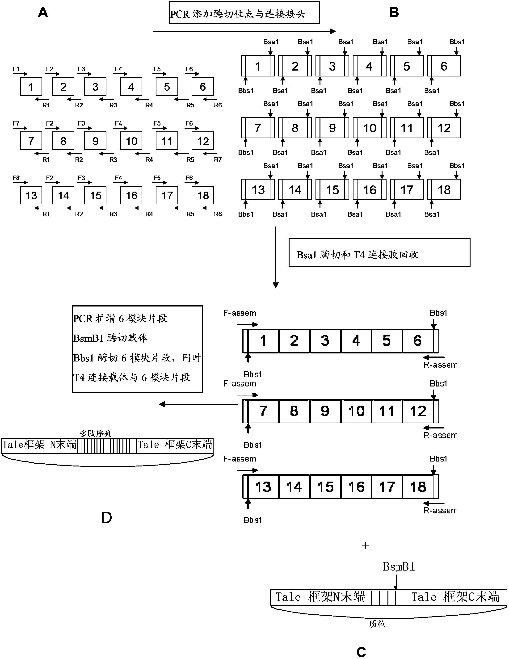 Pair of transcription activator-like effector nucleases (TALEN), encoding gene and application thereof