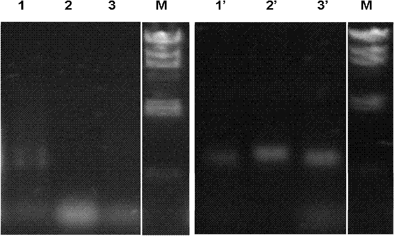 Method for optimizing PCR with composite nano material