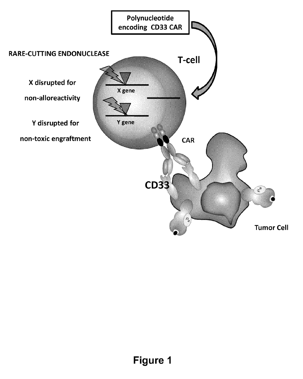 Cd33 specific chimeric antigen receptors for cancer immunotherapy
