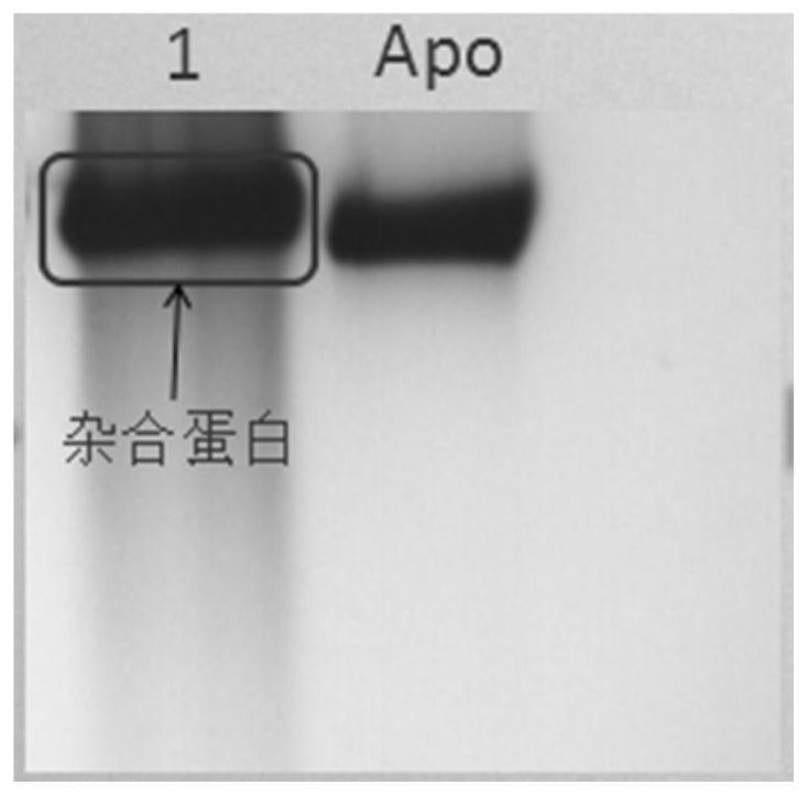 Application of Anti-egfr scFv::FTH1/FTH1 Protein Nanoparticles in Drug Preparation