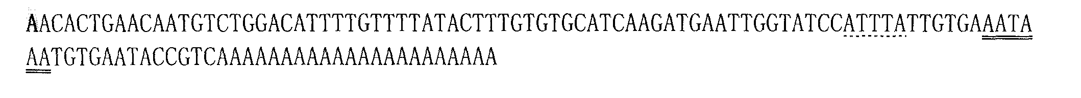 Preparation of haliotis divericolor supertexta NF-kappa B antibody and detection method thereof