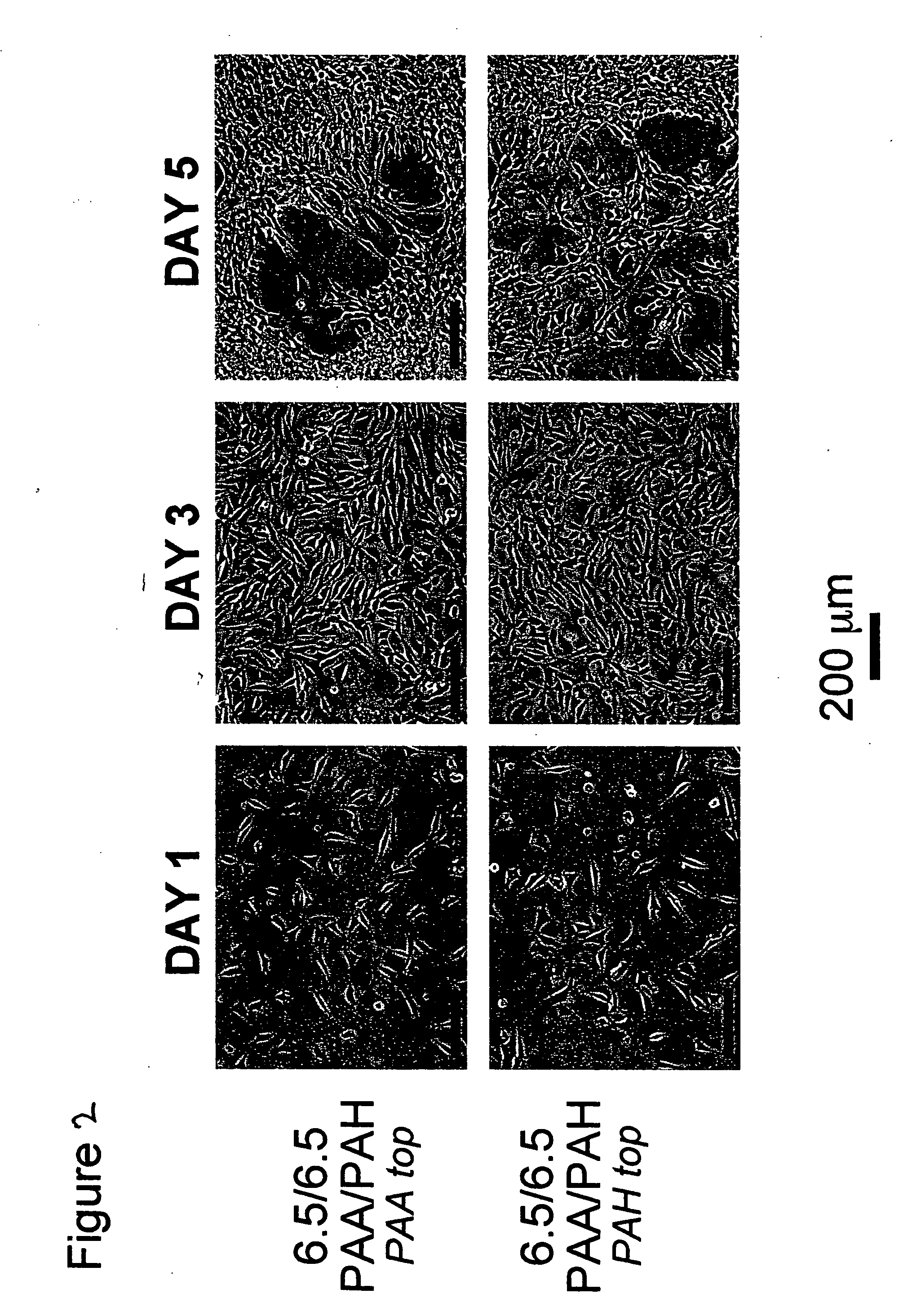Polyelectrolyte multilayers that influence cell growth methods of applying them, and articles coated with them
