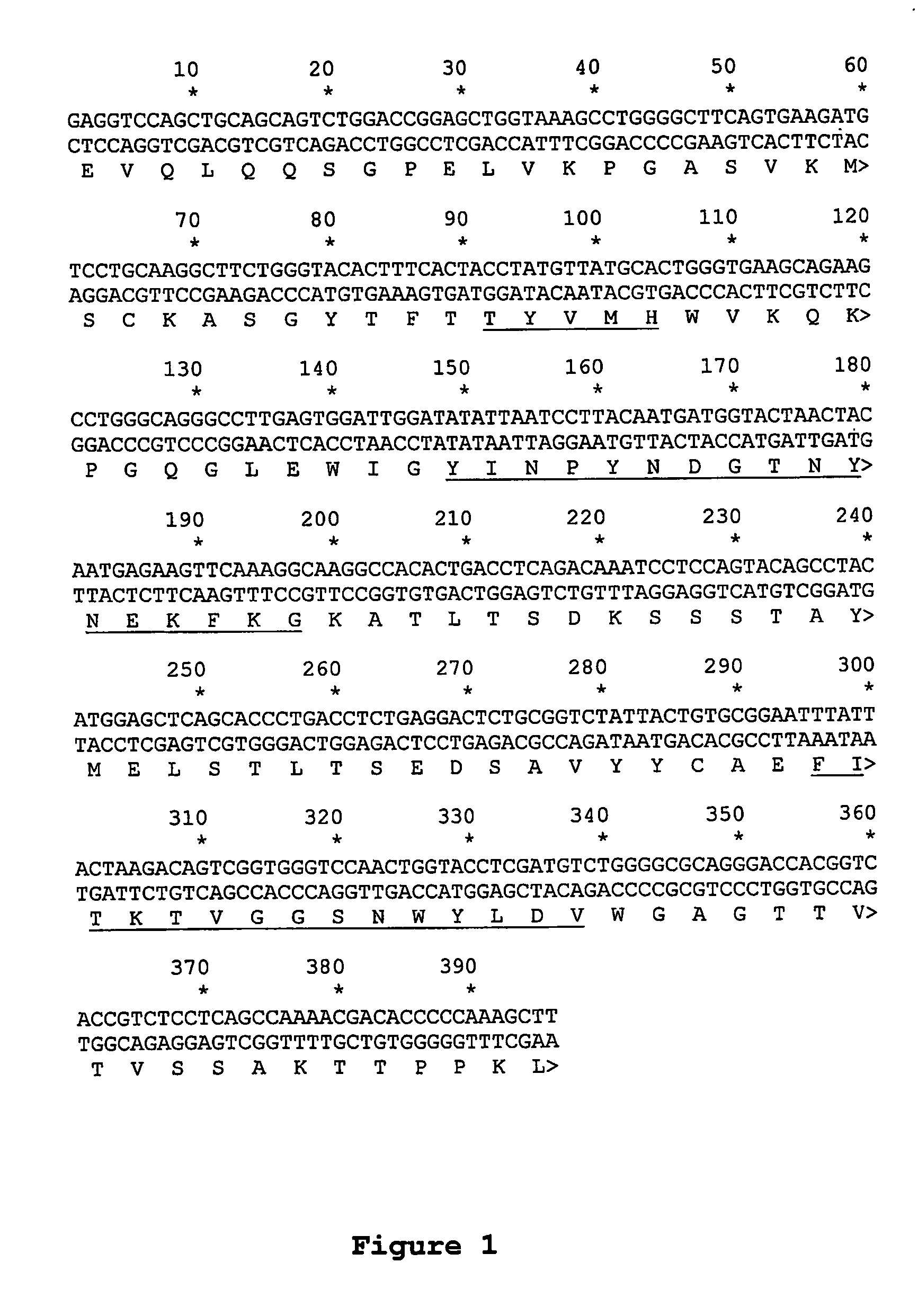 Anti-TIRC7 antibodies in therapy of inflammatory diseases