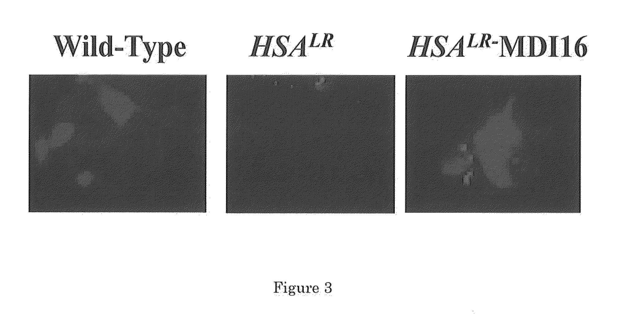 Compositions and Methods for Treating Myotonic Dystrophy Type 1