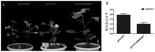 Application of cotton GhMADS41-A04 gene in plant flowering promotion