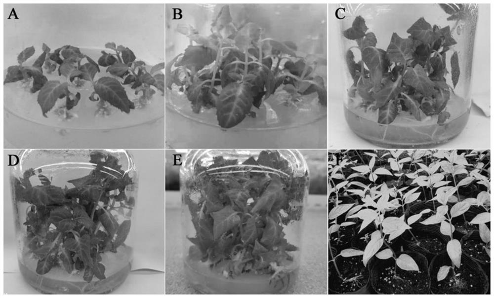 A method for polyploid induction of red fruit ginseng and efficient artificial seedling cultivation of polyploid plants