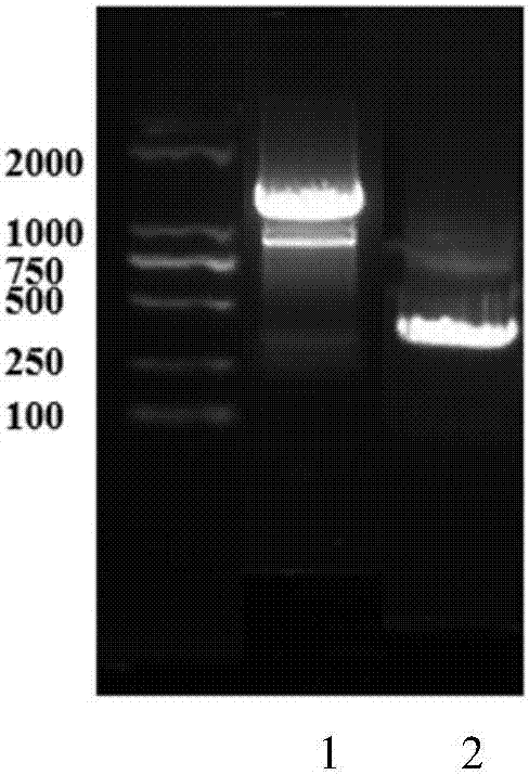 Method for detecting duck IFN-beta promoter activity by using double luciferase reporter genes