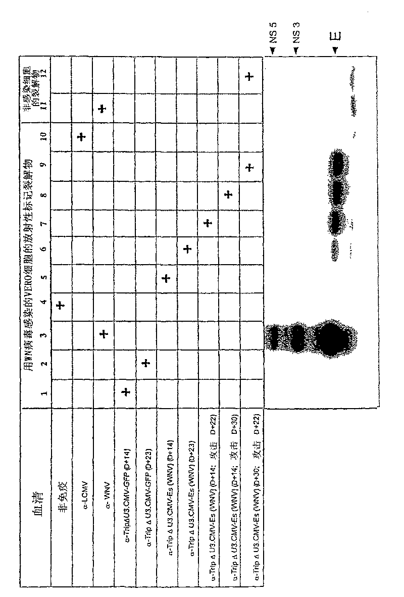 Recombinant lentiviral vector for expression of a flaviviridae protein and applications thereof as a vaccine