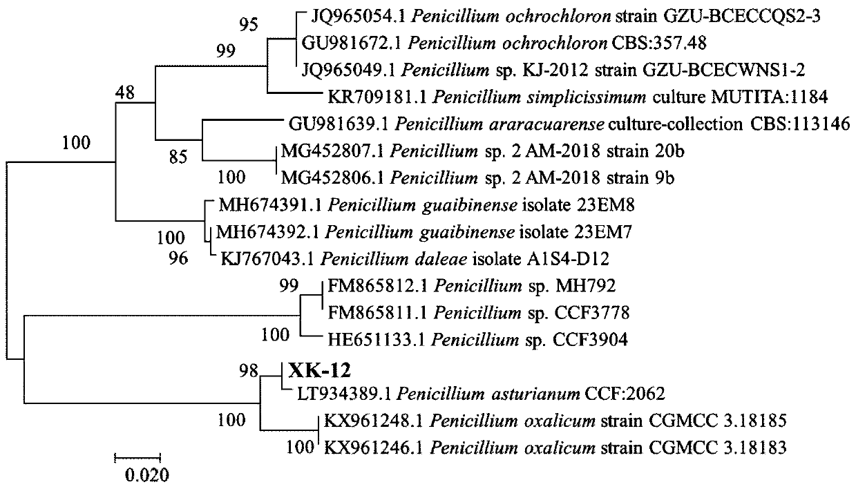 A kind of penicillium aspenicillium and its bacterial agent and application