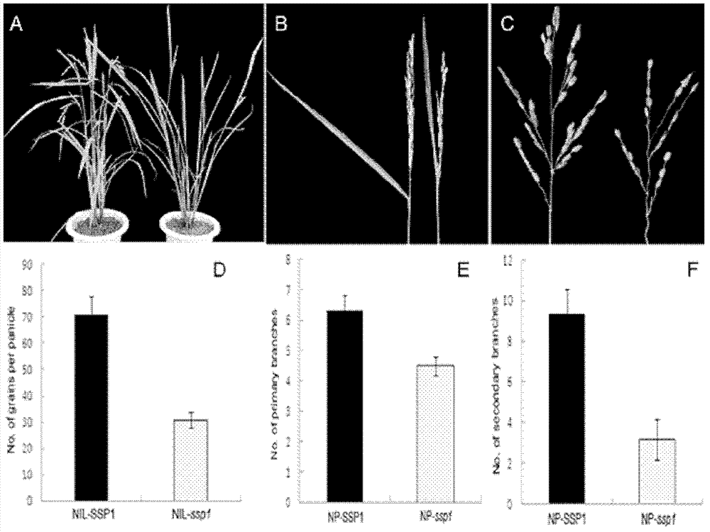 Panicle size controlling gene, mutant and application thereof