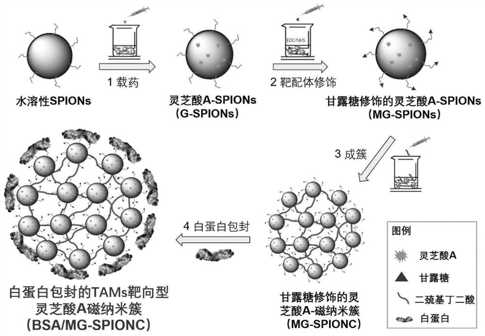 A traditional Chinese medicine-magnetic nanocluster chemoimmunodrug delivery system and preparation method thereof