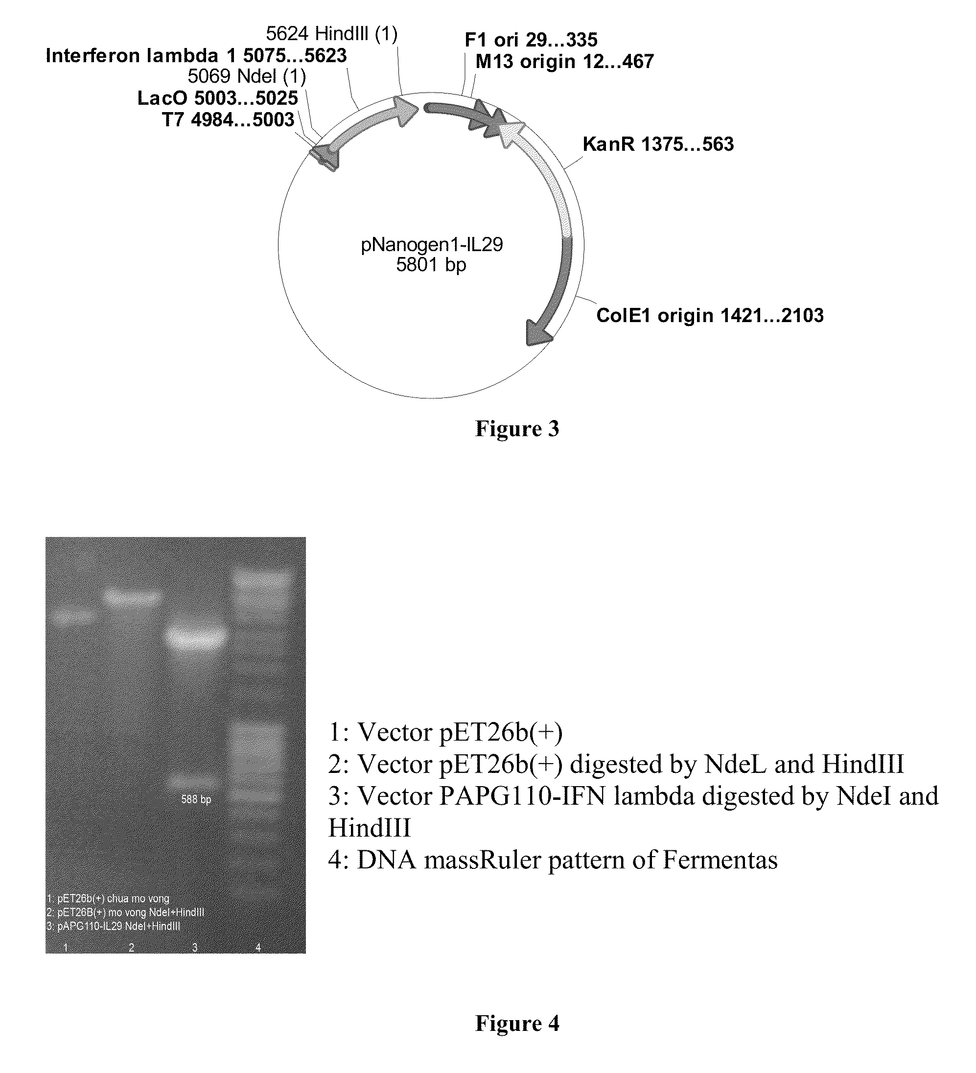 PEG-interferon lambda 1 conjugates