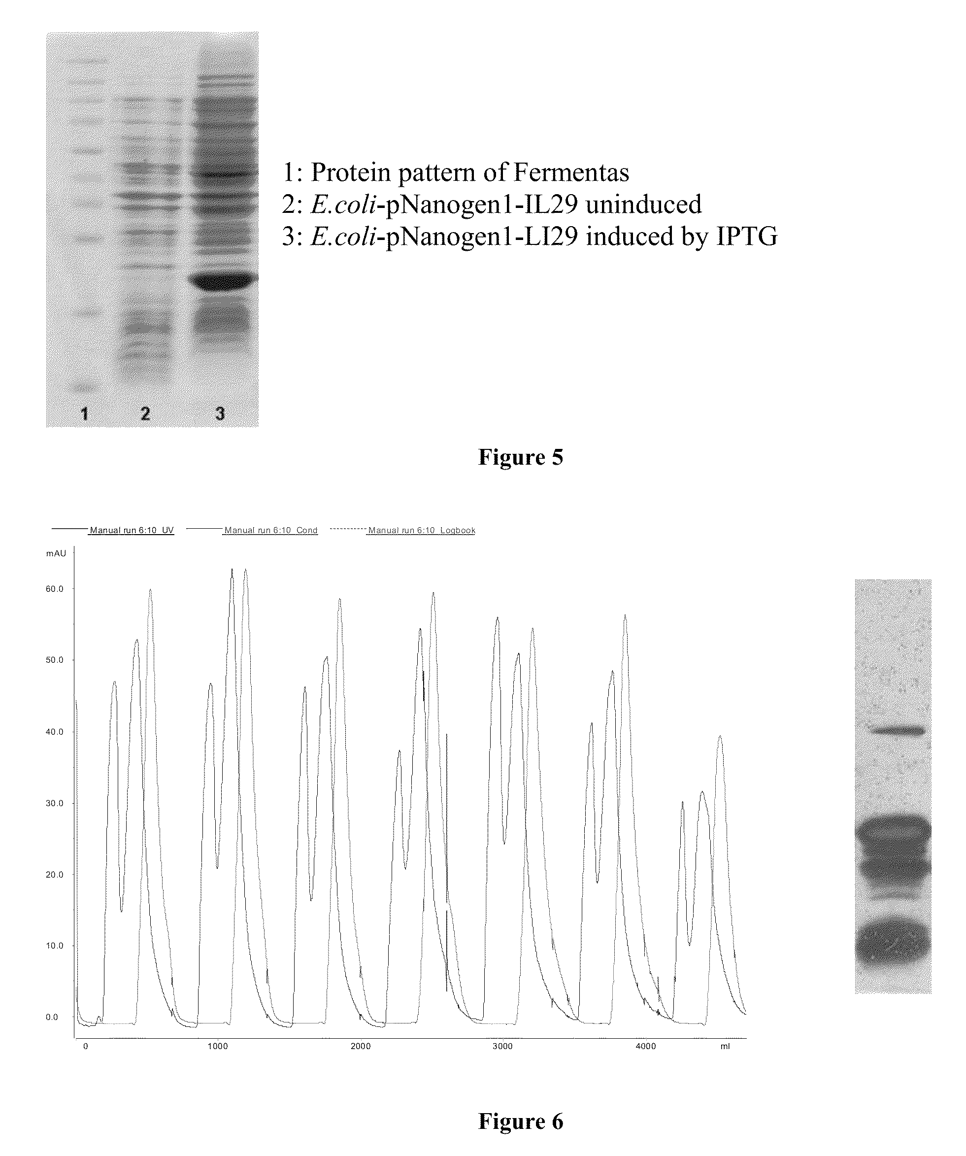 PEG-interferon lambda 1 conjugates