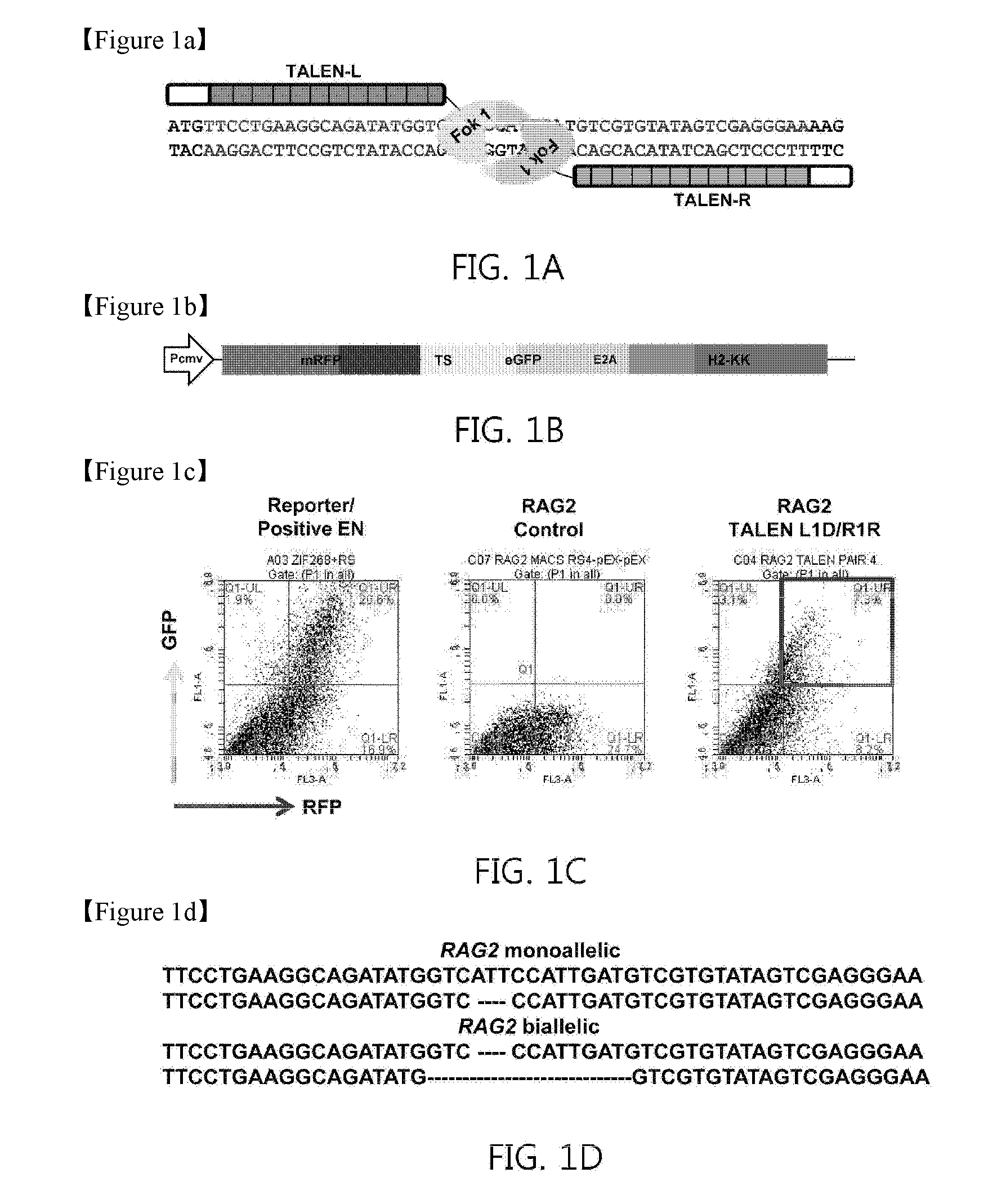 Recombination activating gene 2 gene targeting vector, production of scid-like miniature pigs by talen-mediated gene targeting and use thereof