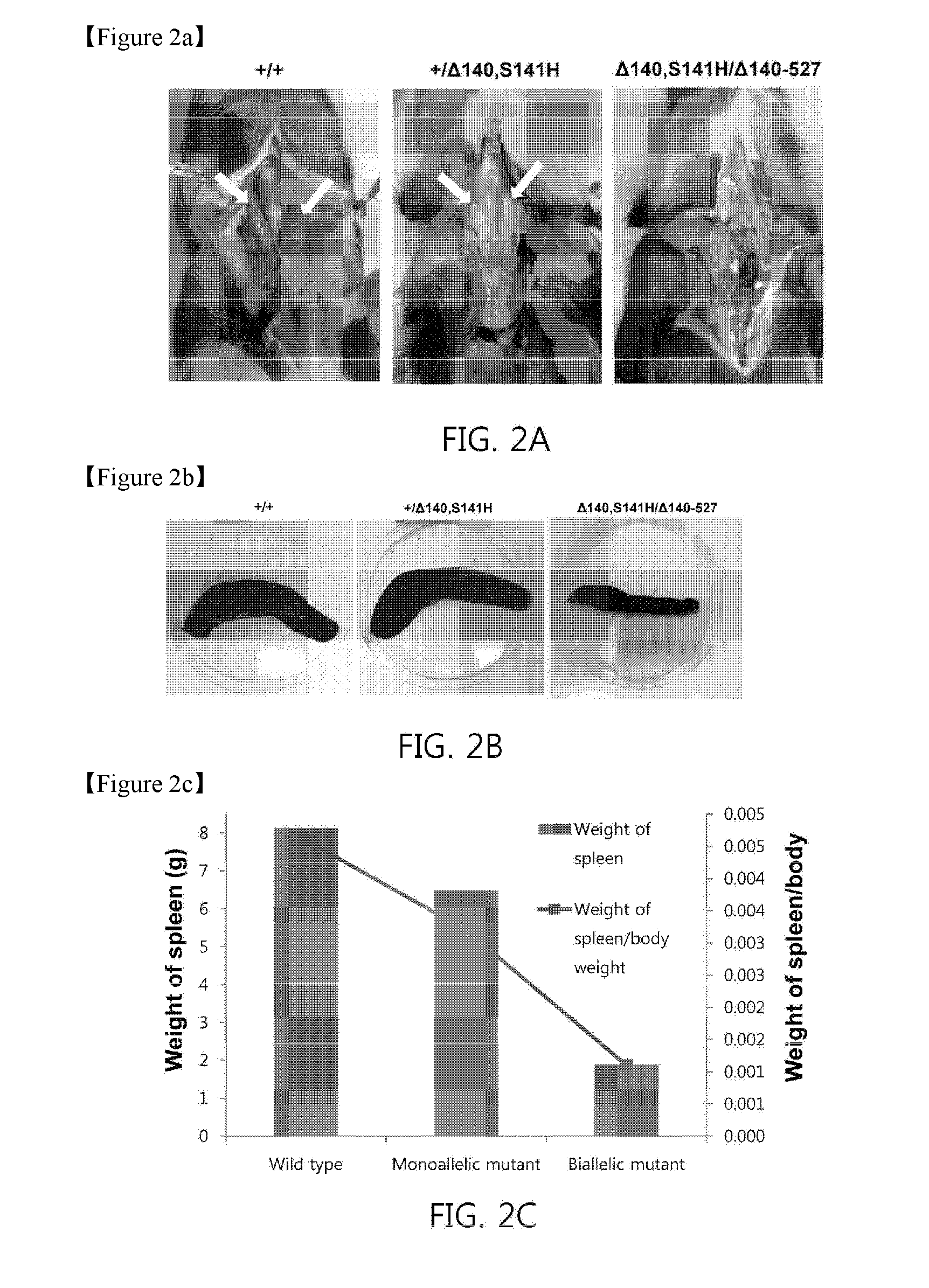 Recombination activating gene 2 gene targeting vector, production of scid-like miniature pigs by talen-mediated gene targeting and use thereof