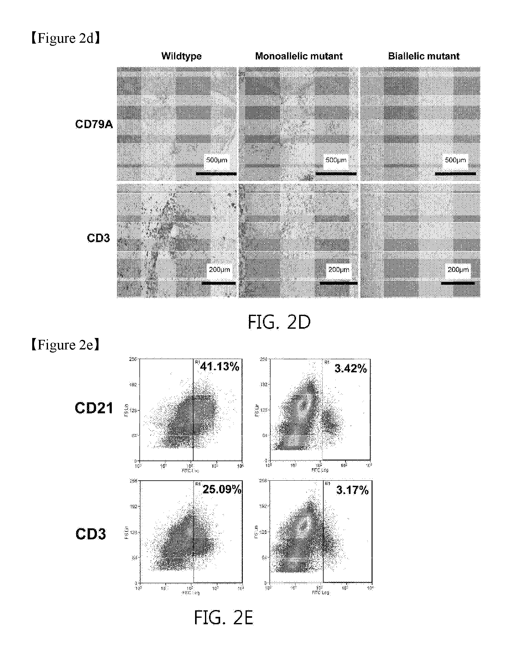 Recombination activating gene 2 gene targeting vector, production of scid-like miniature pigs by talen-mediated gene targeting and use thereof