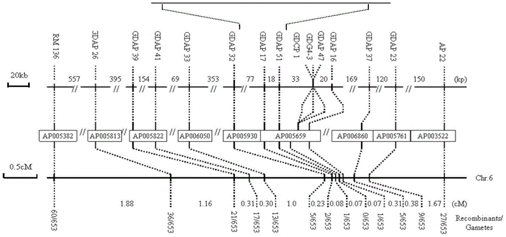 Rice blast resistance gene pi50 and its preparation method and application