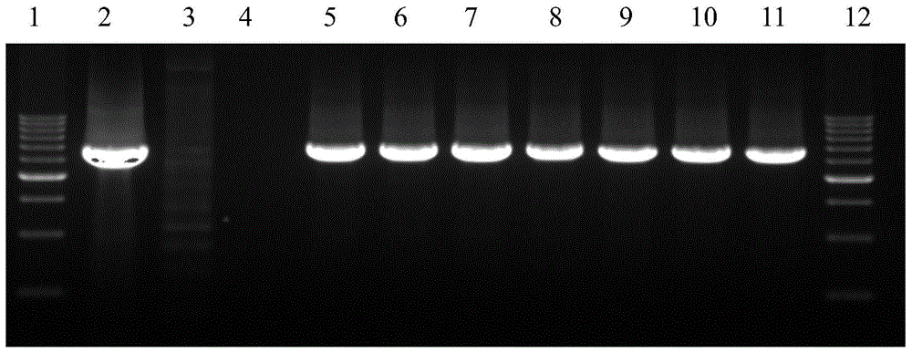 Rice blast resistance gene pi50 and its preparation method and application