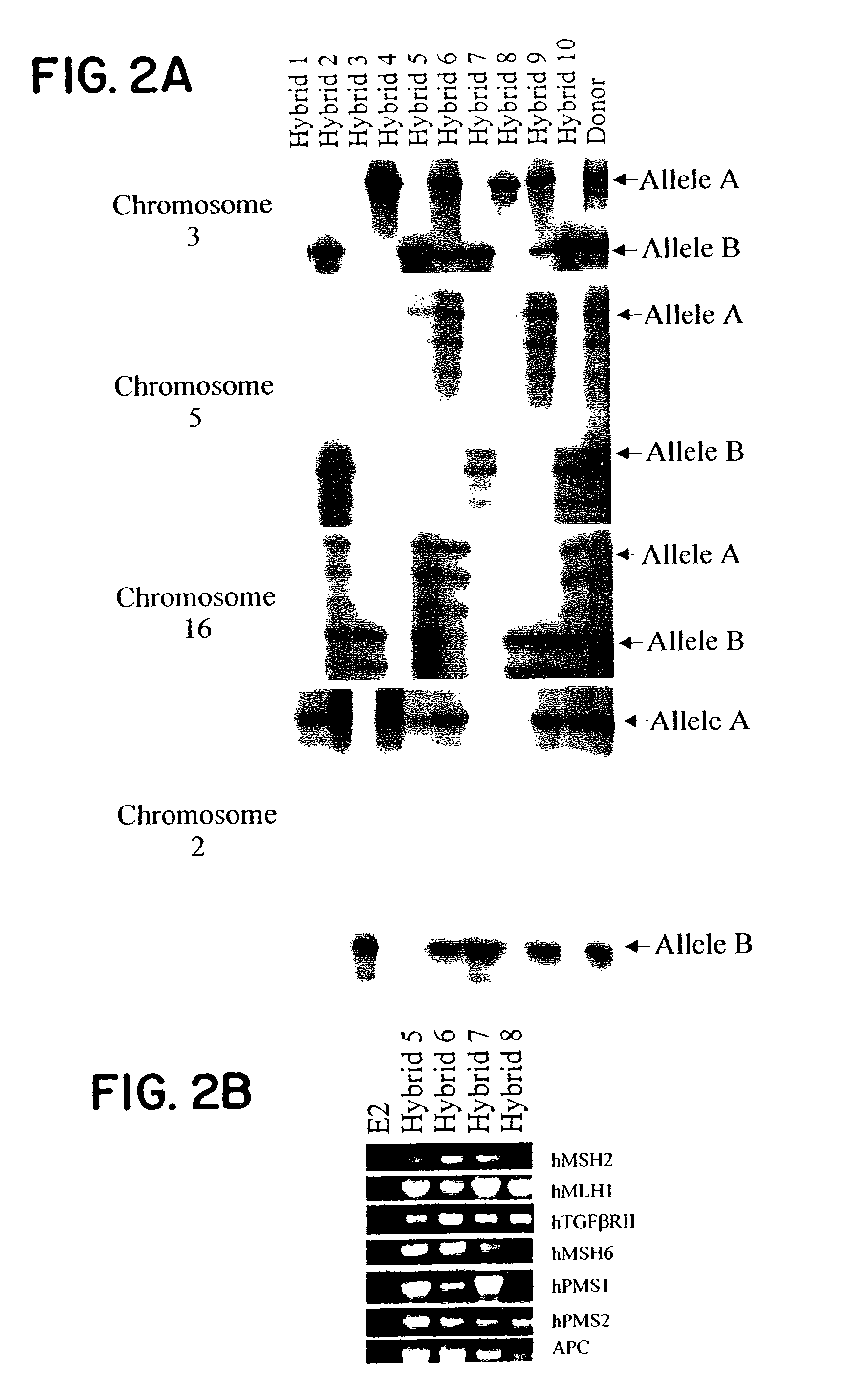 Converting diploidy to haploidy for genetic diagnosis