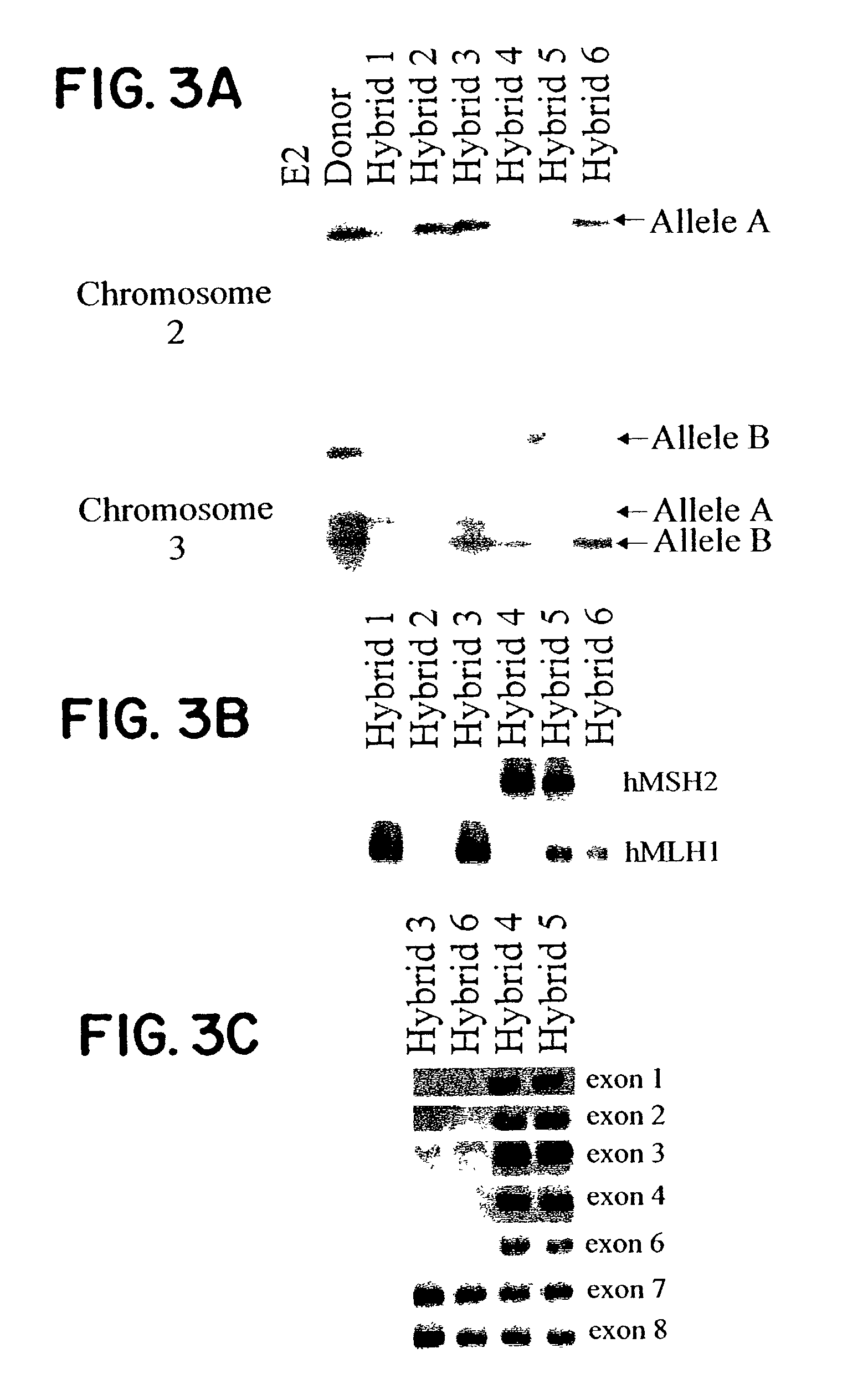 Converting diploidy to haploidy for genetic diagnosis