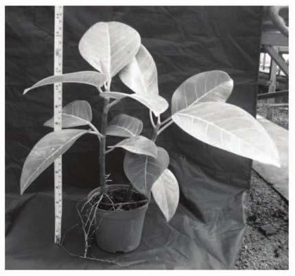 Dwarf cultivation and shaping method of Fugui Banyan small pot