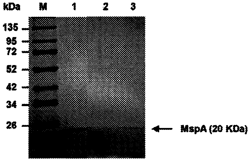 Method for attenuating a bacterium of the mycobacterium tuberculosis complex for producing a tuberculosis vaccine