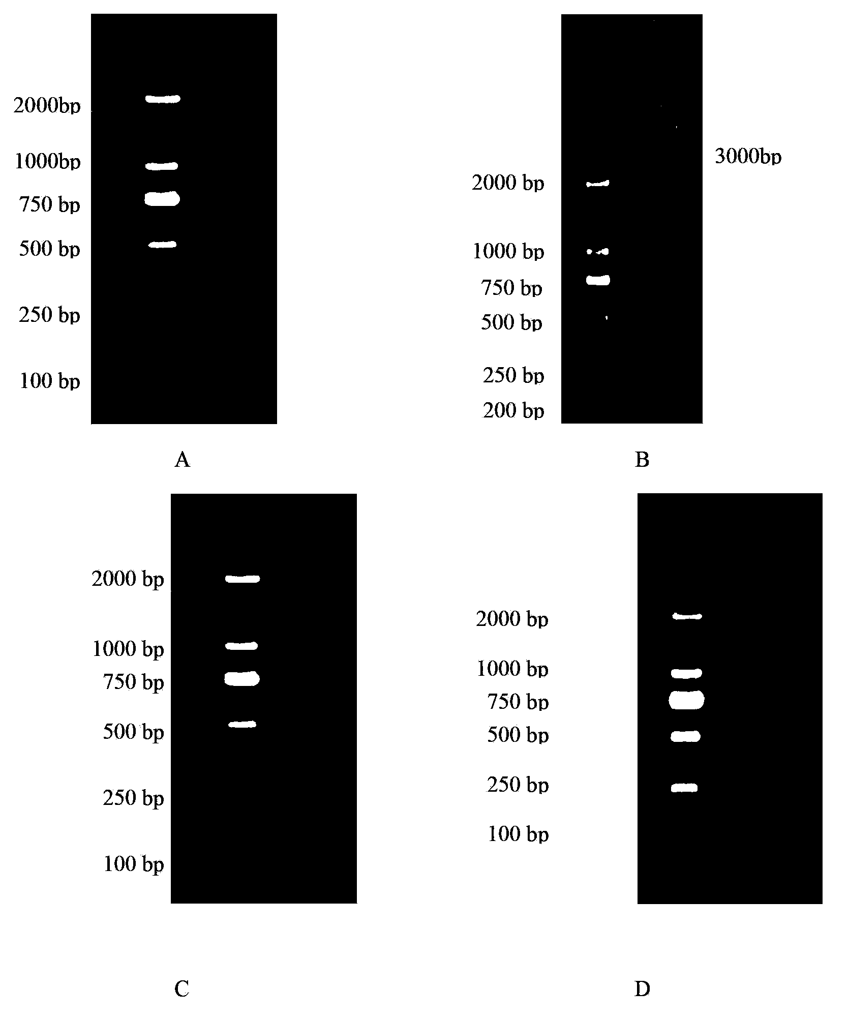 Library versus library yeast two-hybrid massive interaction protein screening method