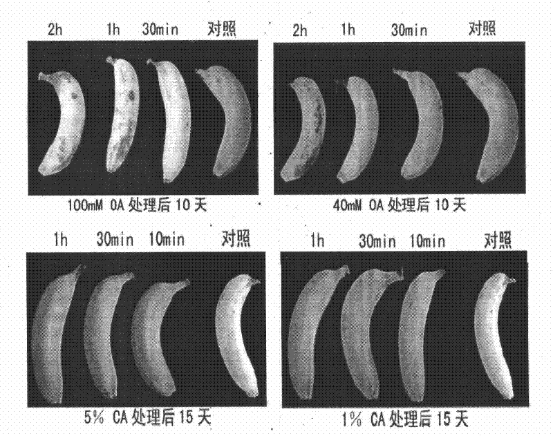 Application of MaGCS protein in banana fruit maturation