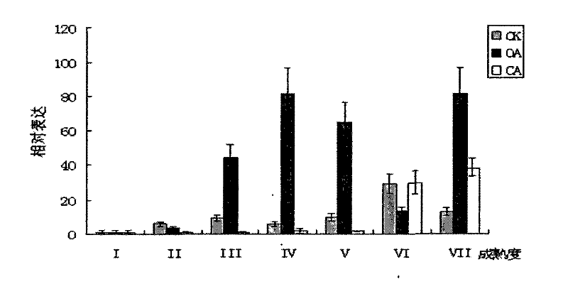 Application of MaGCS protein in banana fruit maturation