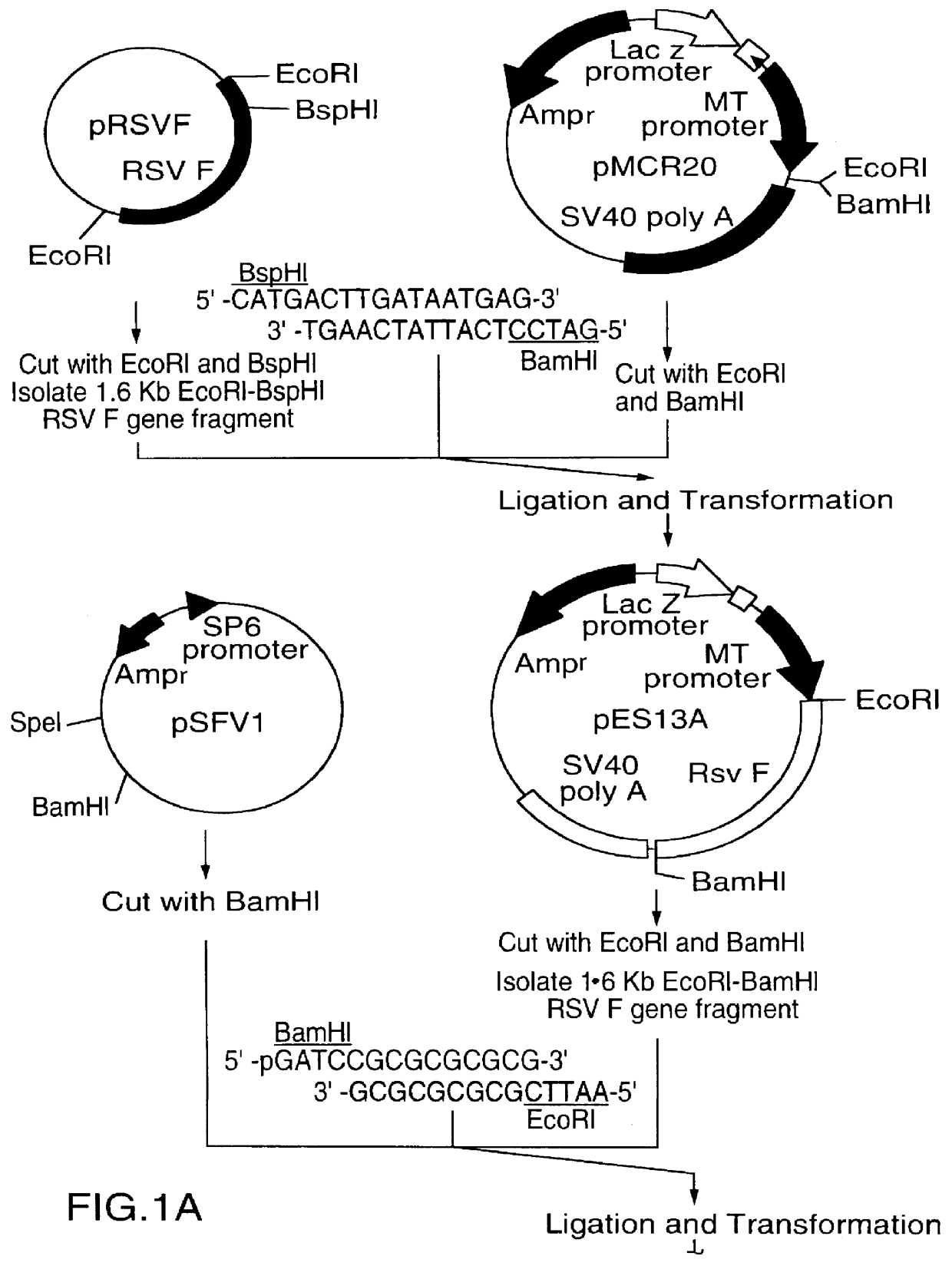 RNA respiratory syncytial virus vaccines