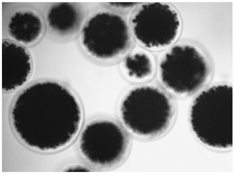 Preparation method and application of surface carboxylation modified agarose magnetic microspheres