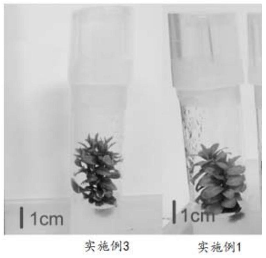 A method for tissue culture and rapid propagation of Ilex serrata using stem segments as explants