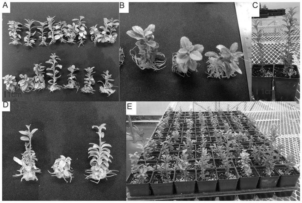 A method for tissue culture and rapid propagation of Ilex serrata using stem segments as explants