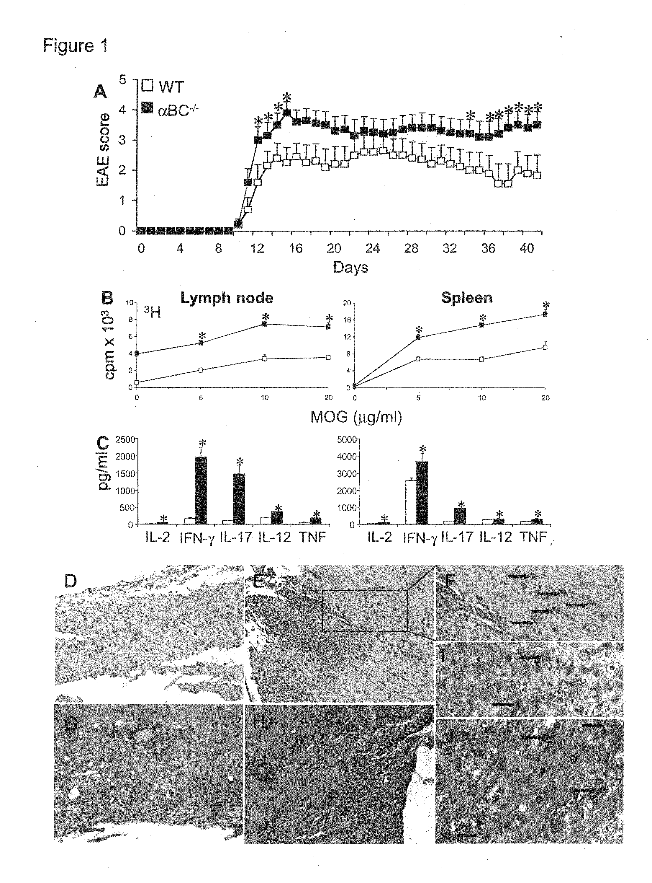 Alpha B-crystallin as a therapy for Ischemia or inflammation