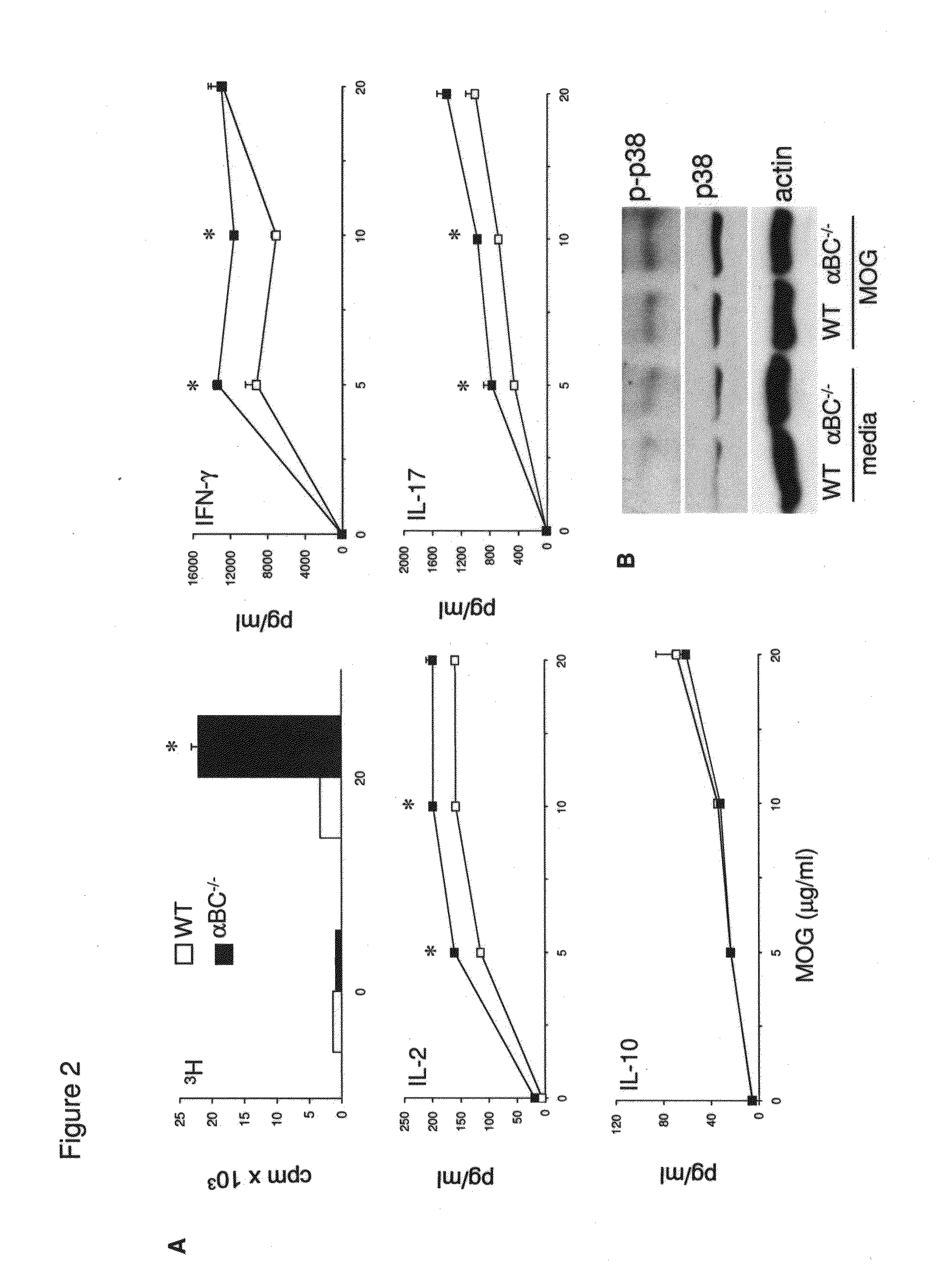 Alpha B-crystallin as a therapy for Ischemia or inflammation