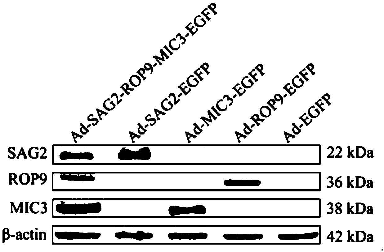 Construction method of SAG2 gene, ROP9 gene and MIC3 gene recombinant adenovirus, recombinant adenovirus and application